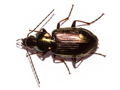 Agonum muelleri